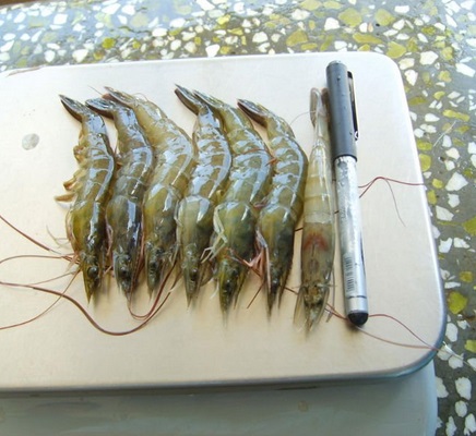 VANNAMEI SHRIMP