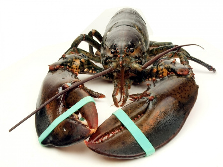 LIVE LOBSTER